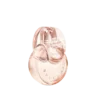 Omnia Crystalline Eau de Parfum